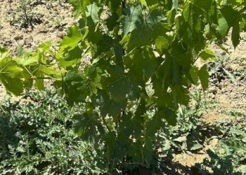 22 DILEOIMMOBILIAREVENDEVIGNETOCONPOSSIBILITA\'DICO - Terreno agricolo Montefiore dell'Aso - foto 22