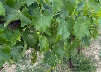 23 DILEOIMMOBILIAREVENDEVIGNETOCONPOSSIBILITA\'DICO - Terreno agricolo Montefiore dell'Aso - foto 23