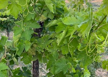 24 DILEOIMMOBILIAREVENDEVIGNETOCONPOSSIBILITA\'DICO - Terreno agricolo Montefiore dell'Aso - foto 24