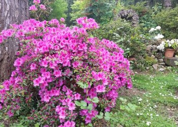 20160508_131618.jpg - Show room Giarinetto, Lucca - photo 9