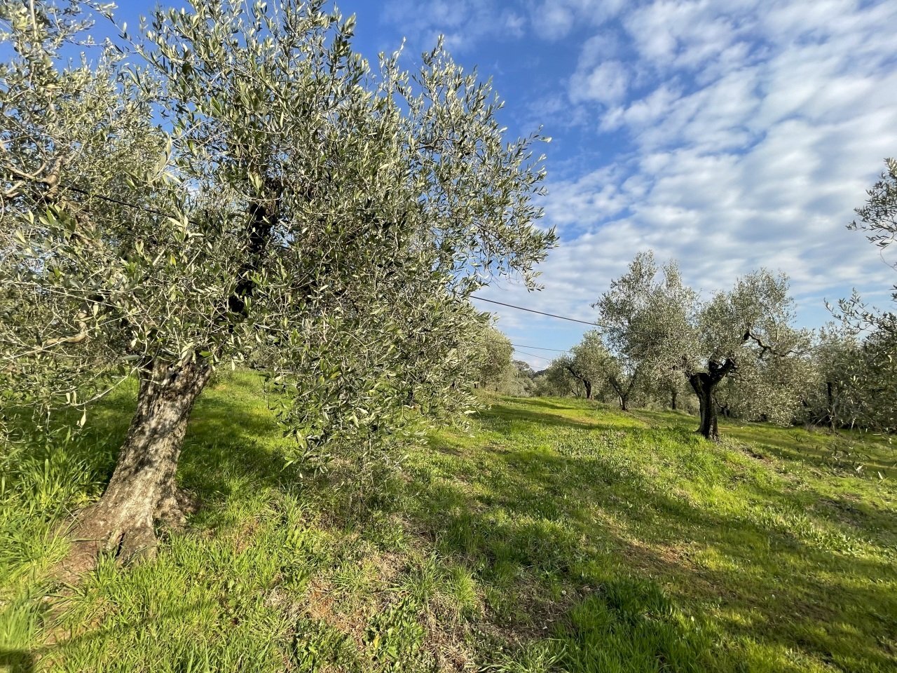 IMG_3897.jpg - Terreno agricolo Via Pasubio 33, Cecina - foto 1