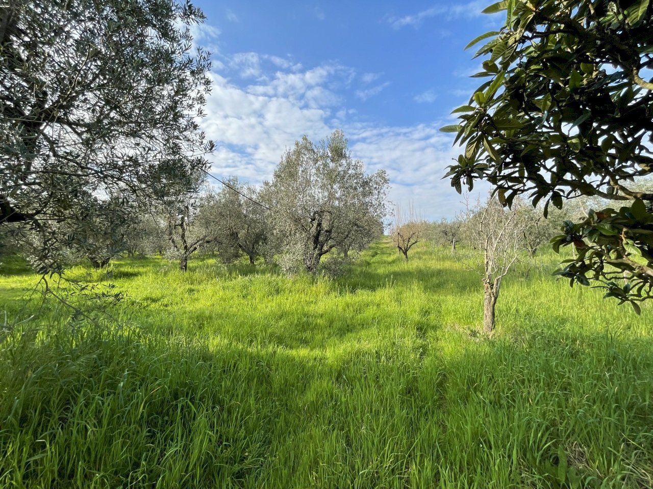 IMG_3886.jpg - Terreno agricolo Via Pasubio 33, Cecina - foto 2