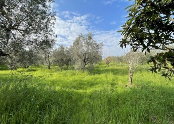 IMG_3886.jpg - Terreno agricolo Via Pasubio 33, Cecina - foto 2