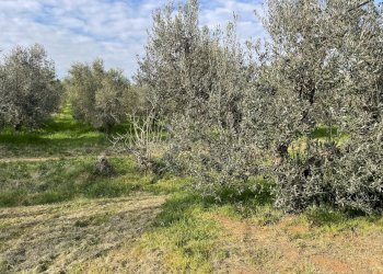 IMG_3889.jpg - Terreno agricolo Via Pasubio 33, Cecina - foto 3