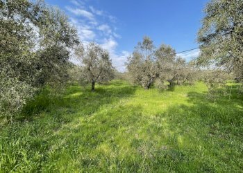 IMG_3884.jpg - Terreno agricolo Via Pasubio 33, Cecina - foto 5