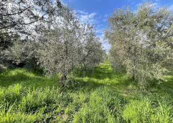 IMG_3885.jpg - Terreno agricolo Via Pasubio 33, Cecina - foto 6