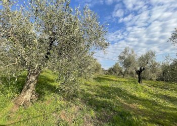 IMG_3897.jpg - Terreno agricolo Via Pasubio 33, Cecina - foto 7