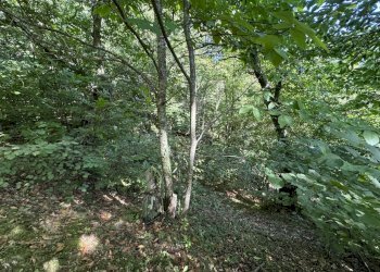 giardino - Villa Strada Vicinale di Gavigno, Cantagallo - foto 9