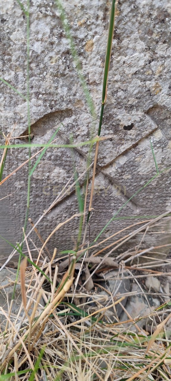 IMG_20250621_114430.jpg - Rustico SS115, km 323, Ragusa - foto 2