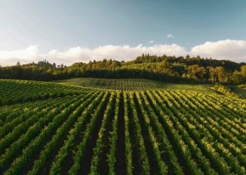 rendering vigneto.jpg - Terreno edificabile Sassari - foto 13