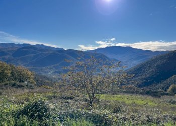 IMG_3707.jpg - Terreno agricolo Via delle Mele, Segni - foto 13