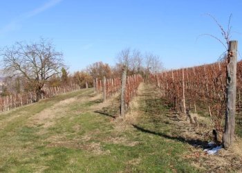 Casale Dogliani - photo 21