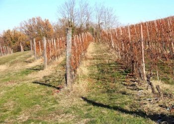 Casale Dogliani - photo 22