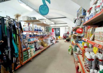 2_4 - Piante e Fiori via Generale Perotti, Grugliasco - foto 6