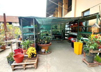 3_1 - Piante e Fiori via Generale Perotti, Grugliasco - foto 16