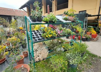 3_4 - Piante e Fiori via Generale Perotti, Grugliasco - foto 19