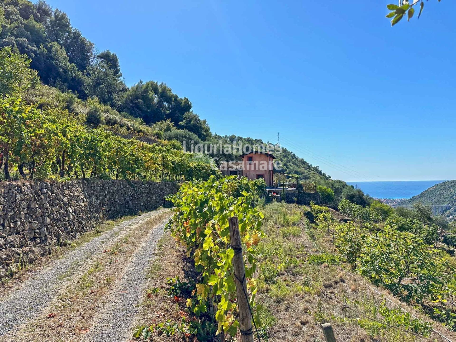 Foto 1 - Villa Località Fuberta, Vallebona - foto 1