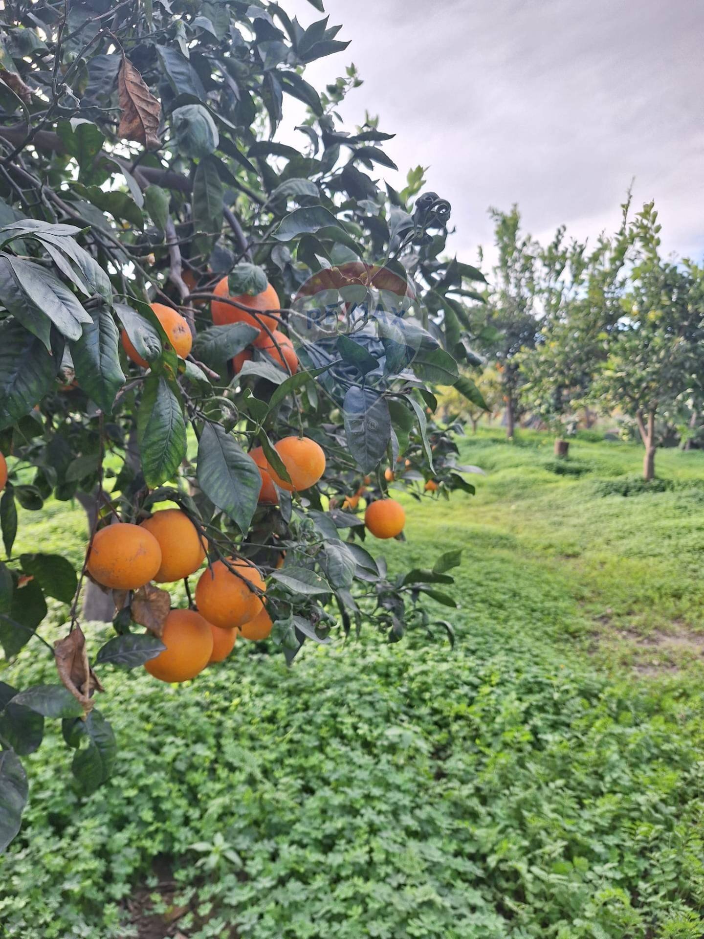 Giardino - Agricultural land strada comunale mulini, Belpasso - photo 1
