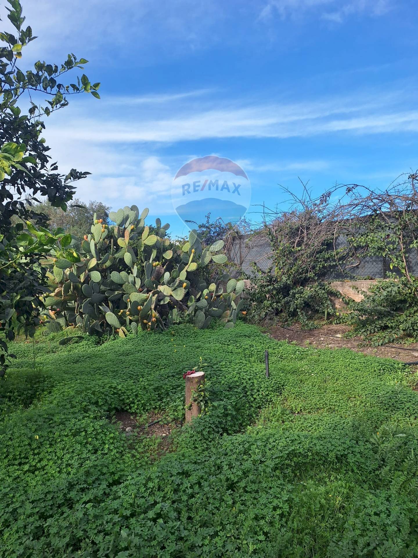 Giardino - Agricultural land strada comunale mulini, Belpasso - photo 2