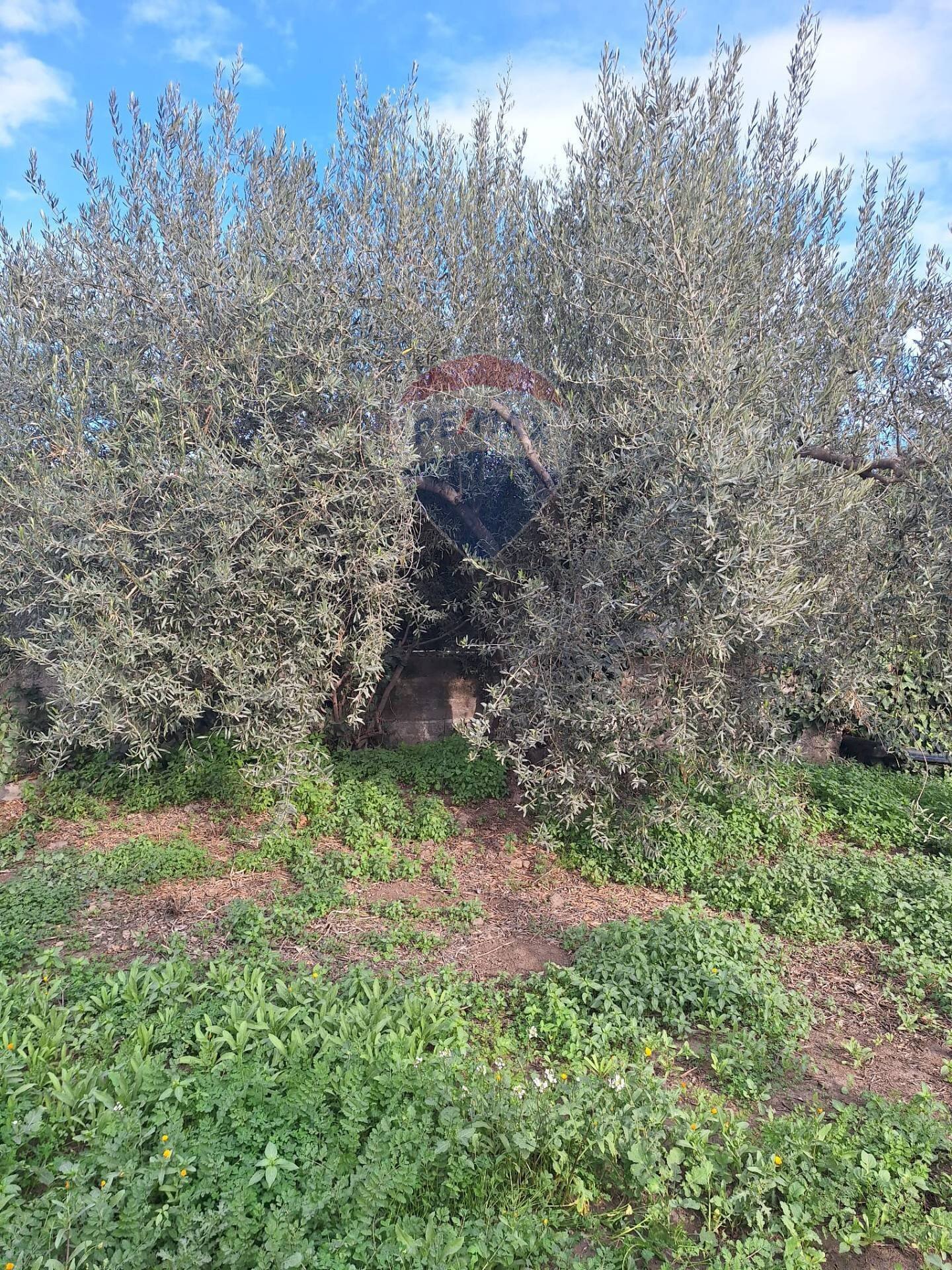 Giardino - Agricultural land strada comunale mulini, Belpasso - photo 3