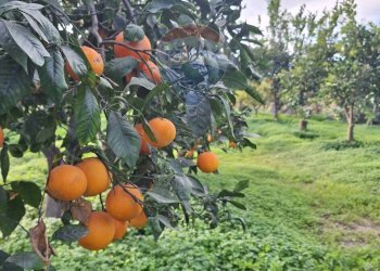 Giardino - Agricultural land strada comunale mulini, Belpasso - photo 1