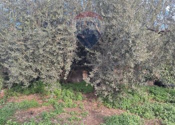 Giardino - Agricultural land strada comunale mulini, Belpasso - photo 3