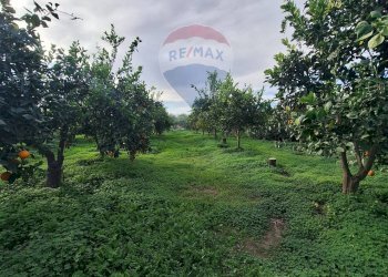 Giardino - Agricultural land strada comunale mulini, Belpasso - photo 5