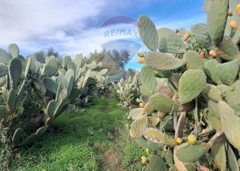 Giardino - Agricultural land strada comunale mulini, Belpasso - photo 7