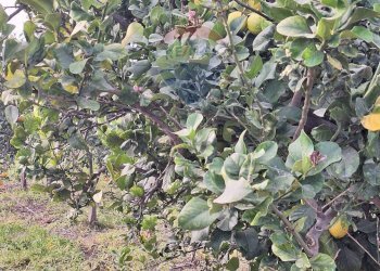 Giardino - Agricultural land strada comunale mulini, Belpasso - photo 13