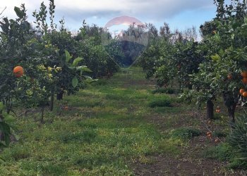 Giardino - Agricultural land strada comunale mulini, Belpasso - photo 15