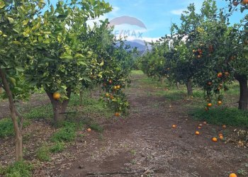Giardino - Agricultural land strada comunale mulini, Belpasso - photo 17