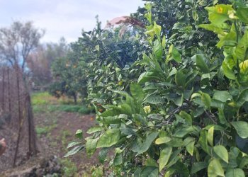 Giardino - Agricultural land strada comunale mulini, Belpasso - photo 18