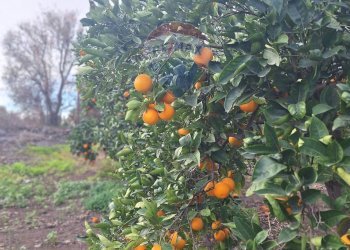 Giardino - Agricultural land strada comunale mulini, Belpasso - photo 19