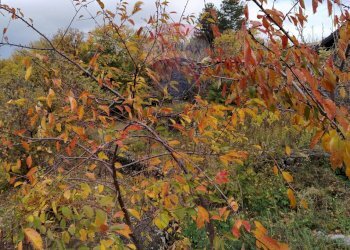 Giardino - Terreno agricolo Contrada Calabrese
 
snc, Adrano - foto 8