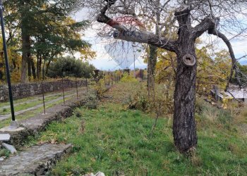 Giardino - Terreno agricolo Contrada Calabrese
 
snc, Adrano - foto 10