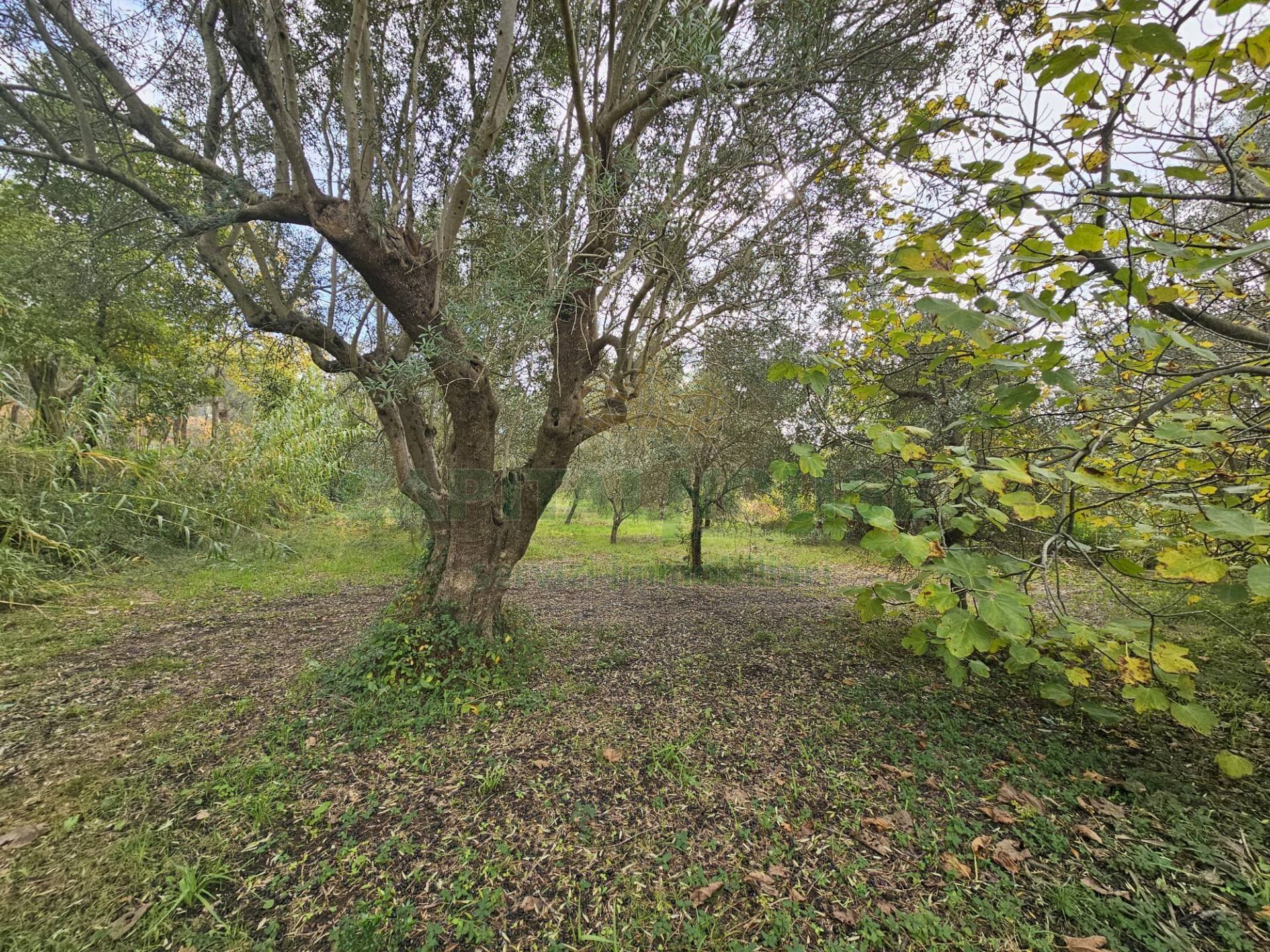 Foto 1 - Terreno agricolo via latina, Pastorano - foto 1