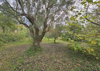 Foto 1 - Terreno agricolo via latina, Pastorano - foto 1