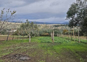 Foto 5 - Terreno agricolo via latina, Pastorano - foto 5