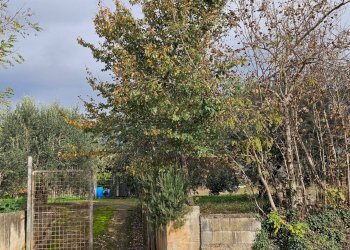 Foto 10 - Terreno agricolo via latina, Pastorano - foto 10