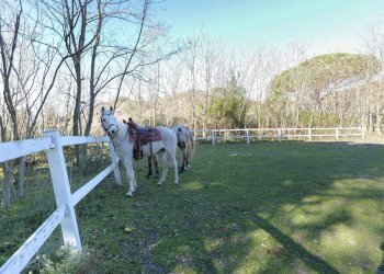 Foto 35 - Stabile - Palazzo Via Vesuvio
 
71, Ercolano - foto 35