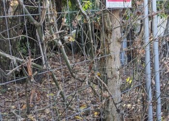 Rustico Stradello Romano, Modena - foto 9