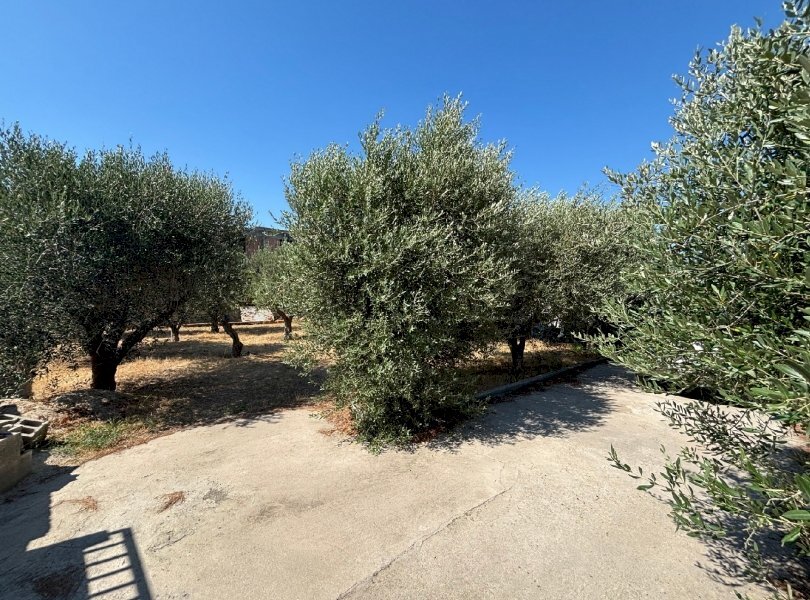 Terreno agricolo Mondragone - foto 3