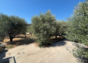 Agricultural land Mondragone - photo 3