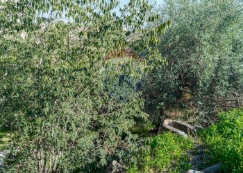 Giardino - Terreno edificabile Via Della Campana
snc, Misterbianco - foto 7