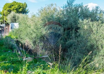 Giardino - Terreno edificabile Via Della Campana
snc, Misterbianco - foto 12