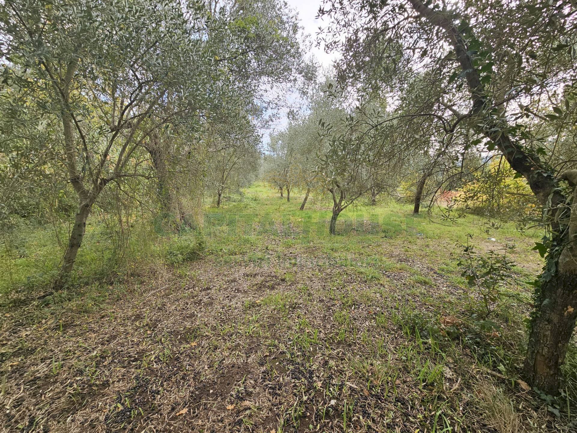 Foto 1 - Terreno agricolo via san michele, Camigliano - foto 1