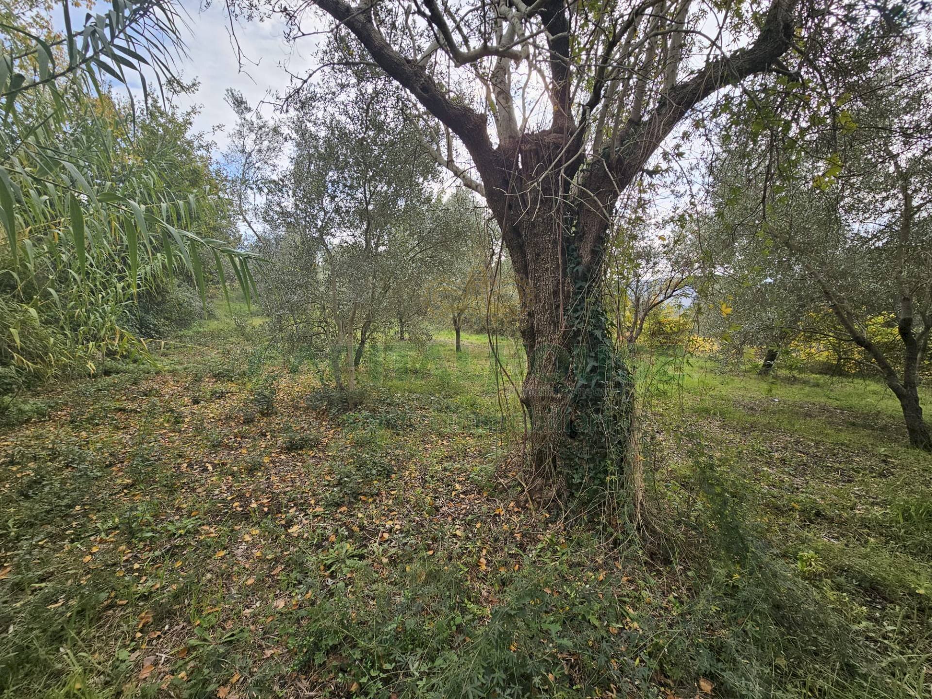 Foto 3 - Terreno agricolo via san michele, Camigliano - foto 3