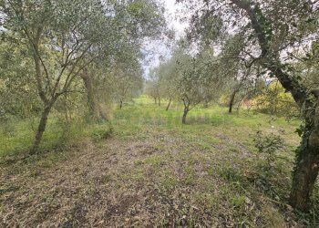 Foto 1 - Terreno agricolo via san michele, Camigliano - foto 1