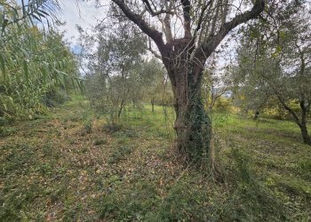 Foto 3 - Terreno agricolo via san michele, Camigliano - foto 3