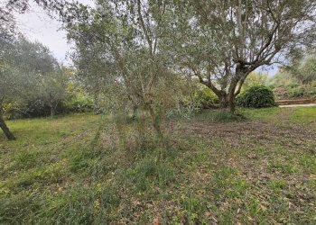 Foto 4 - Terreno agricolo via san michele, Camigliano - foto 4